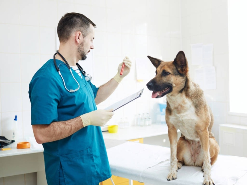 Salário de Veterinário no Brasil – Lei 4.950-a/66